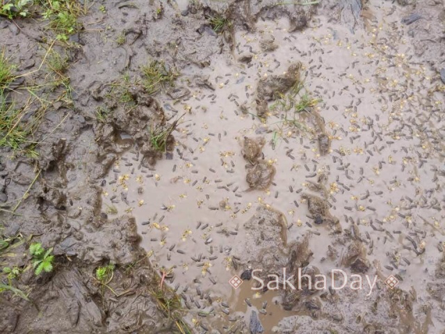 В якутском селе после дождя улицы оказались усыпаны странными насекомыми