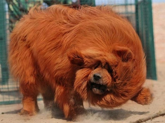 Животные, о которых вы, скорее всего, не слышали