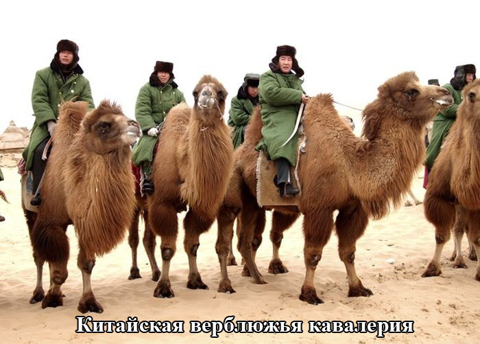 Порция картинок