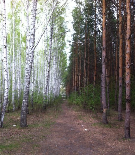 Порция картинок