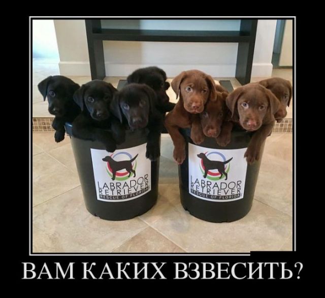 Демотиваторы