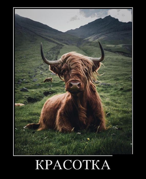 Демотиваторы