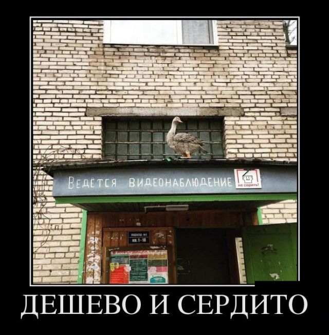 Демотиваторы