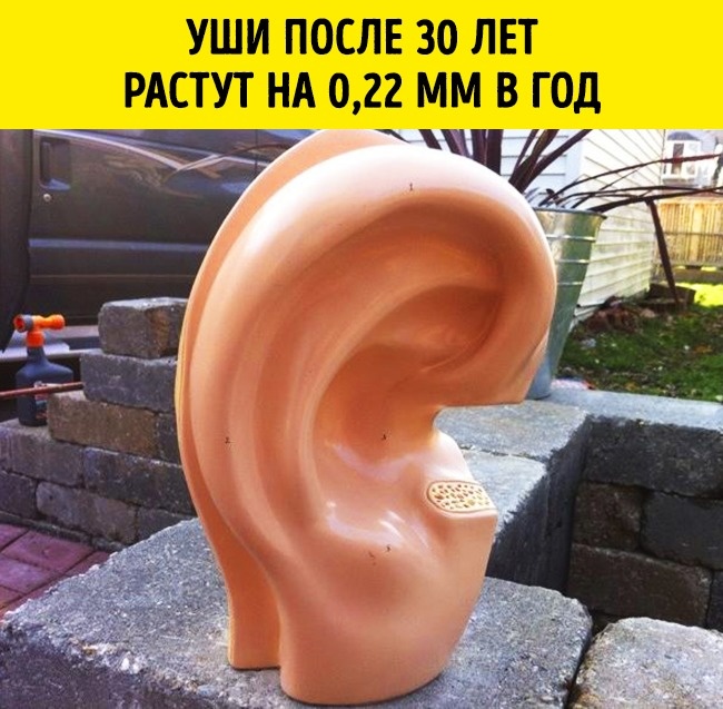 11 реальных открытий ученых, которые больше похожи на шутку