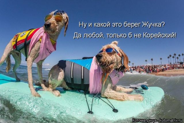 Лучшие котоматрицы недели