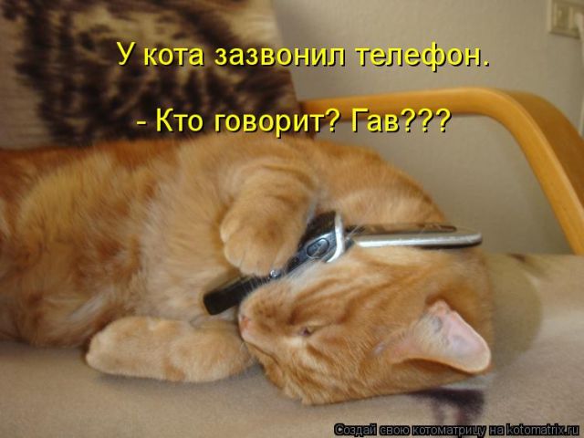 Лучшие котоматрицы недели