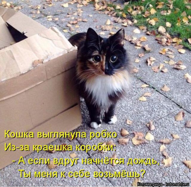 Лучшие котоматрицы недели