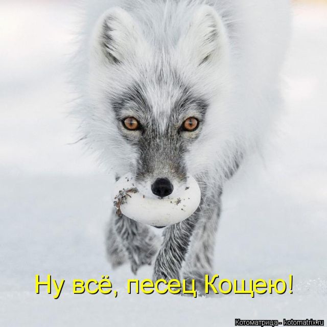 Лучшие котоматрицы недели