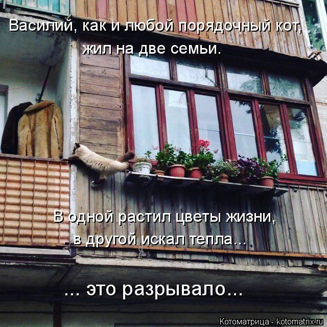 Лучшие котоматрицы недели