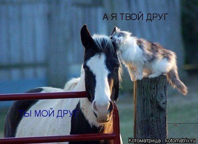 Лучшие котоматрицы недели