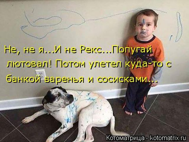 Лучшие котоматрицы недели