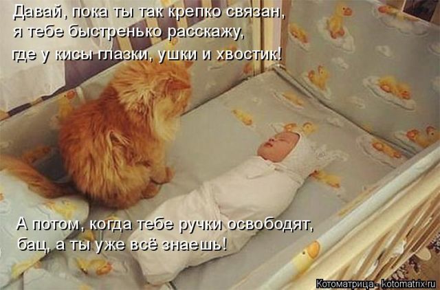 Лучшие котоматрицы недели
