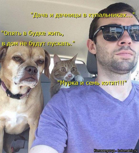 Лучшие котоматрицы недели