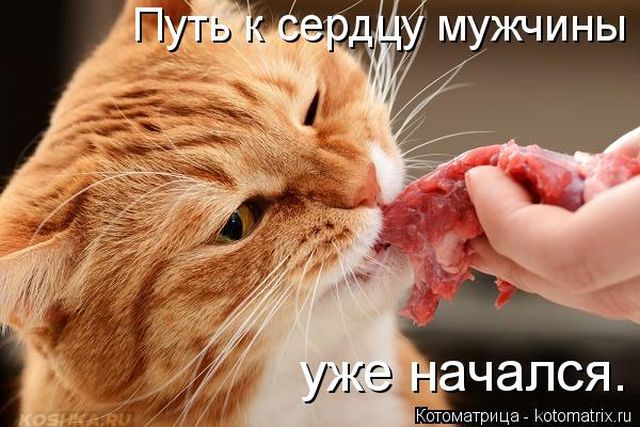 Лучшие котоматрицы недели