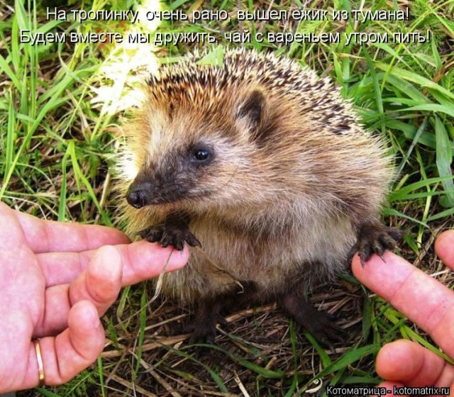 Лучшие котоматрицы недели