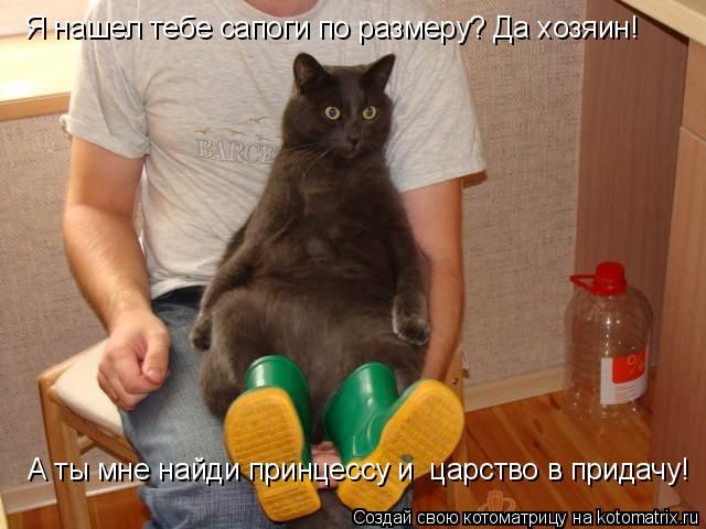 Лучшие котоматрицы недели