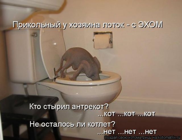 Лучшие котоматрицы недели