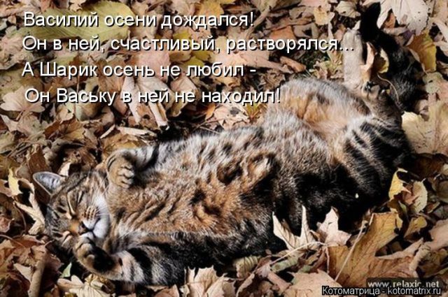 Лучшие котоматрицы недели