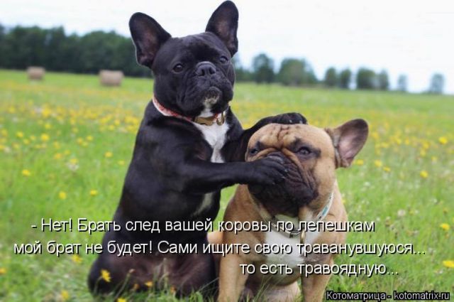 Лучшие котоматрицы недели