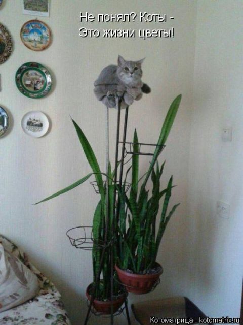 Лучшие котоматрицы недели