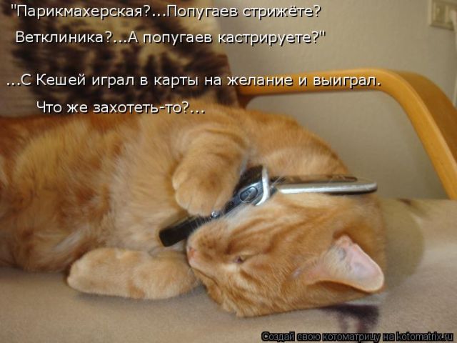 Лучшие котоматрицы недели