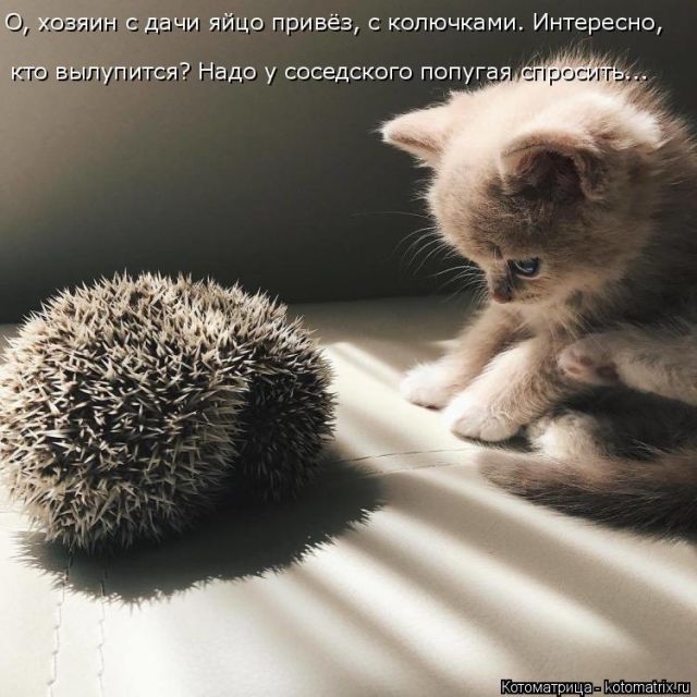 Лучшие котоматрицы недели