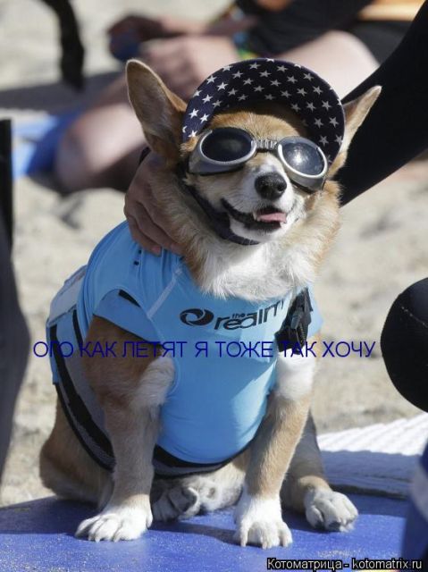 Лучшие котоматрицы недели