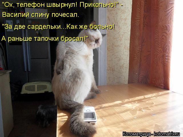 Лучшие котоматрицы недели