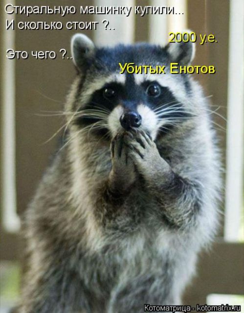 Лучшие котоматрицы недели