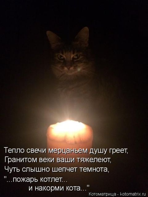 Лучшие котоматрицы недели