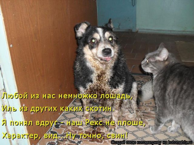 Лучшие котоматрицы недели