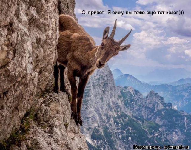 Лучшие котоматрицы недели