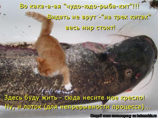 Лучшие котоматрицы недели