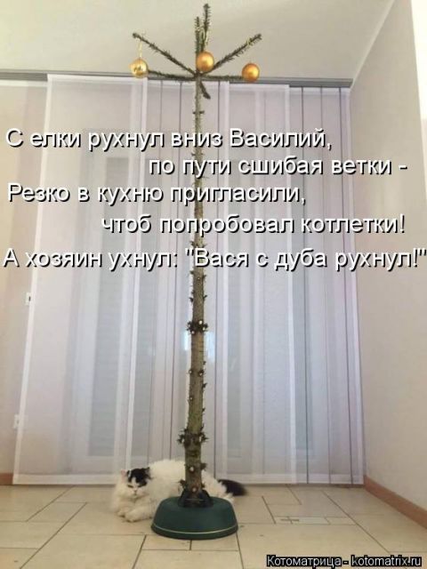 Лучшие котоматрицы недели