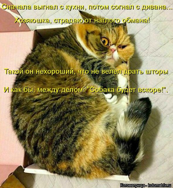 Лучшие котоматрицы недели