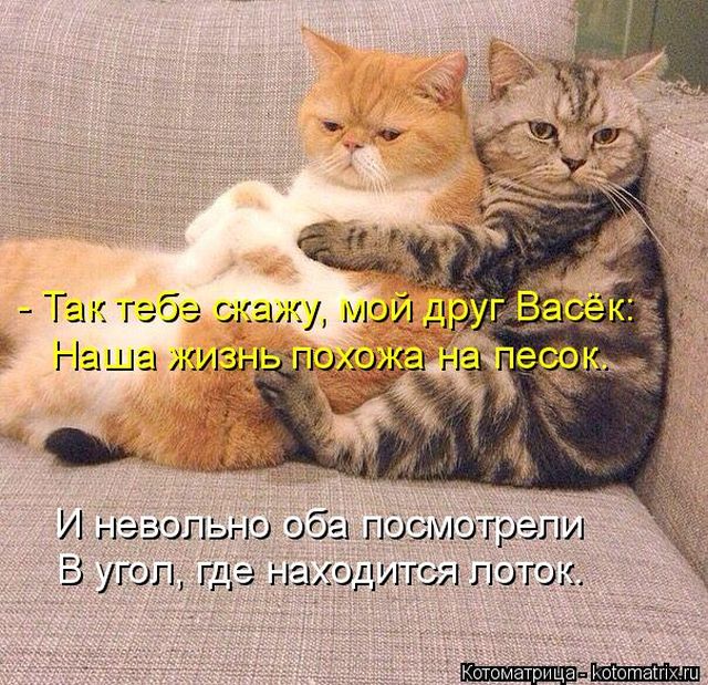 Лучшие котоматрицы недели