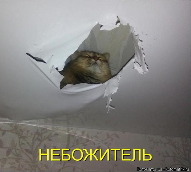 Лучшие котоматрицы недели