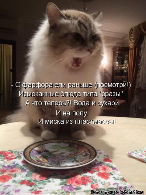 Лучшие котоматрицы недели