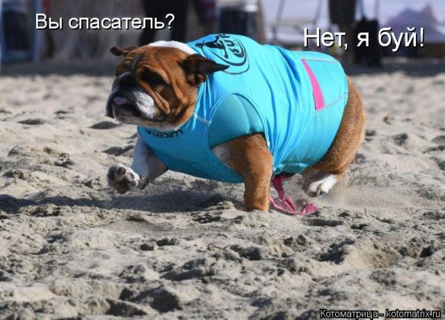 Лучшие котоматрицы недели