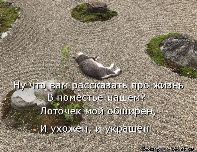 Лучшие котоматрицы недели