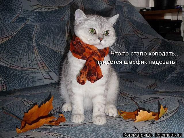 Лучшие котоматрицы недели