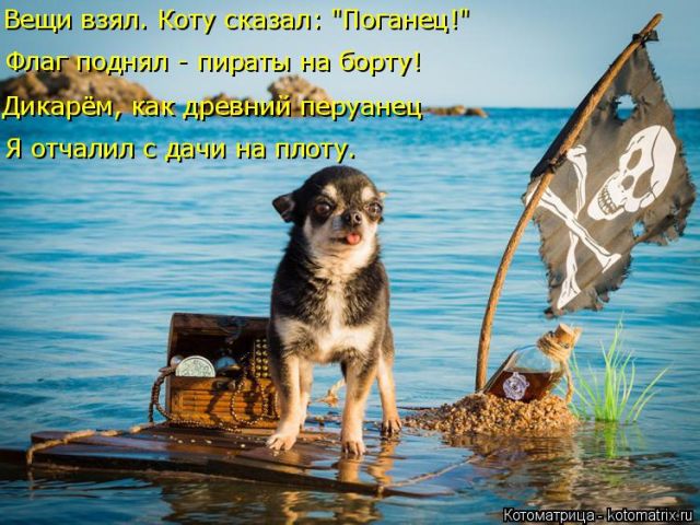 Лучшие котоматрицы недели