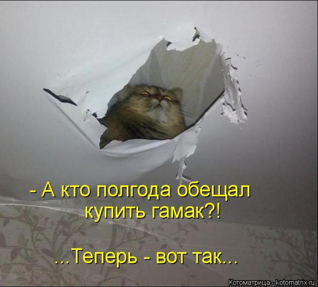 Лучшие котоматрицы недели