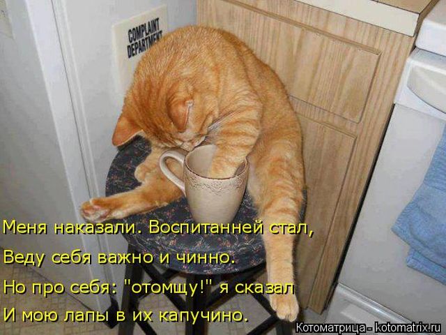 Лучшие котоматрицы недели
