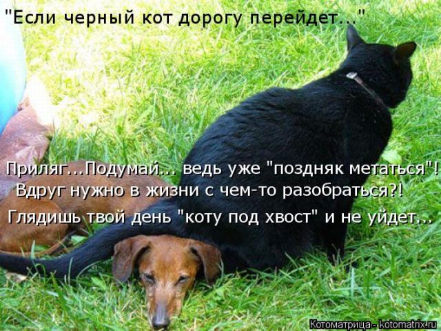 Лучшие котоматрицы недели