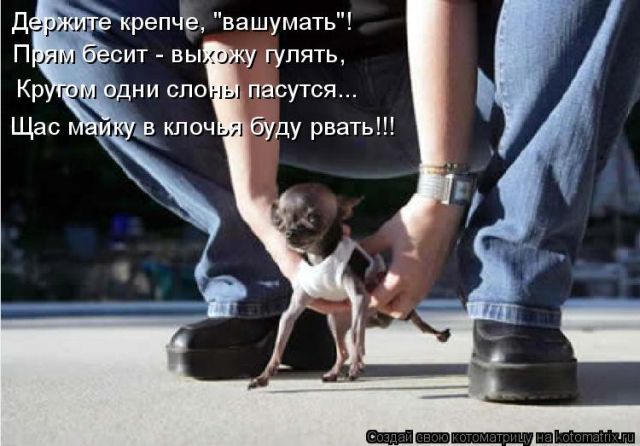 Лучшие котоматрицы недели