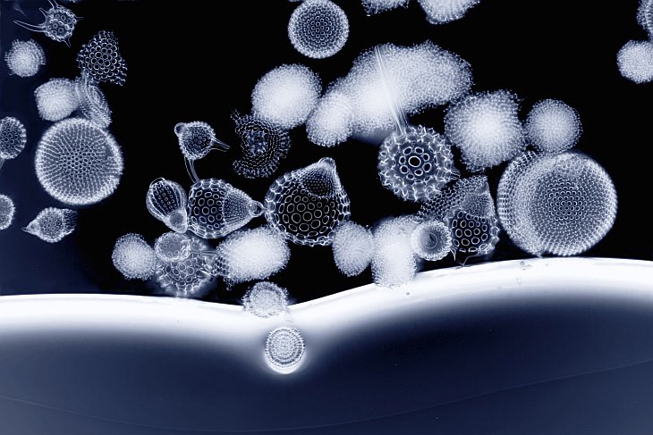 Конкурс микрофотографии Nikon small world 2012 Конкурс микрофотографии Nikon small world 2012