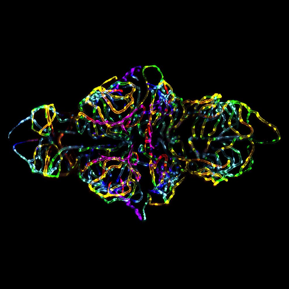 Конкурс микрофотографии Nikon small world 2012 Конкурс микрофотографии Nikon small world 2012