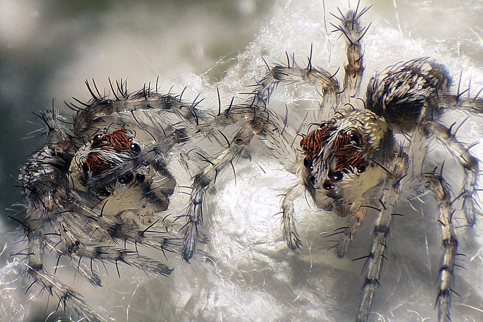 Конкурс микрофотографии Nikon small world 2012 Конкурс микрофотографии Nikon small world 2012