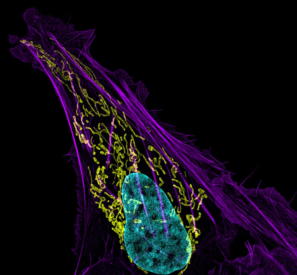 Конкурс микрофотографии Nikon small world 2012 Конкурс микрофотографии Nikon small world 2012